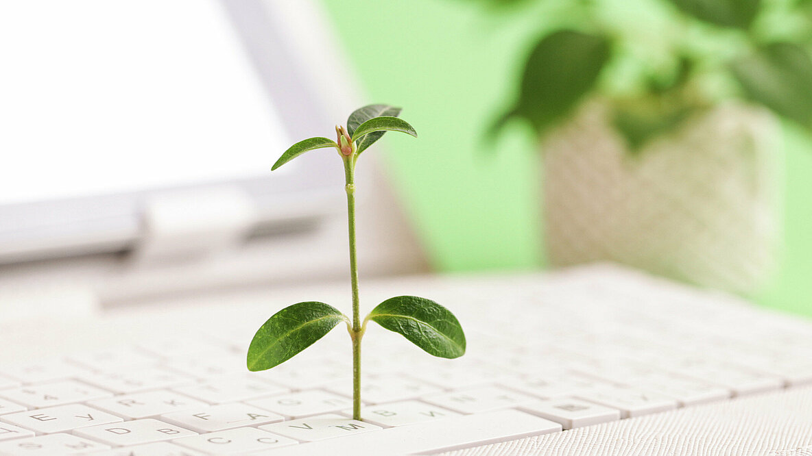 Eine Pflanze wächst aus einer Computer-Tastatur