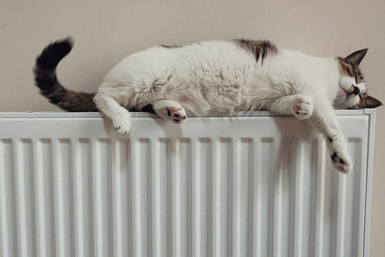 Schwarz-weiße Katze auf einer Heizung