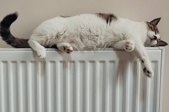 Schwarz-weiße Katze auf einer Heizung