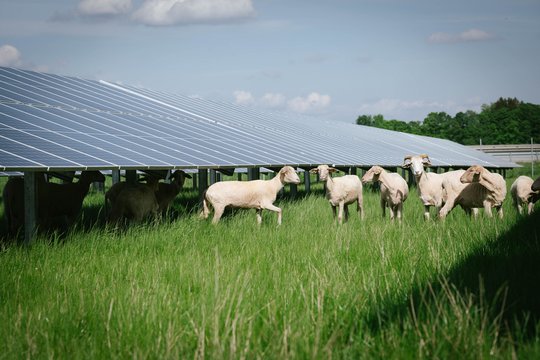 Auf einer grünen Wiese neben einer großen Solaranlage stehen ein paar Schafe