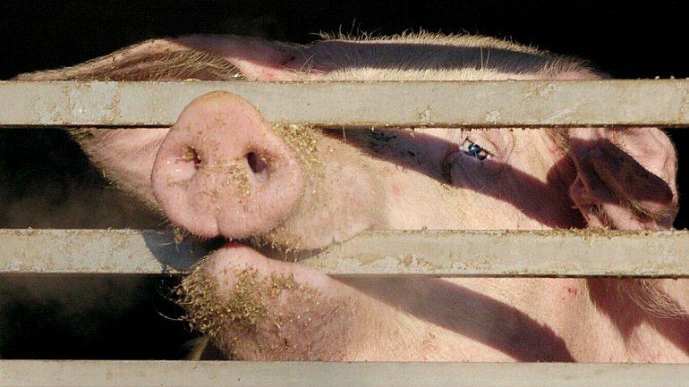 Ein Schwein beißt in ein Gitter eines Tiertransporters.