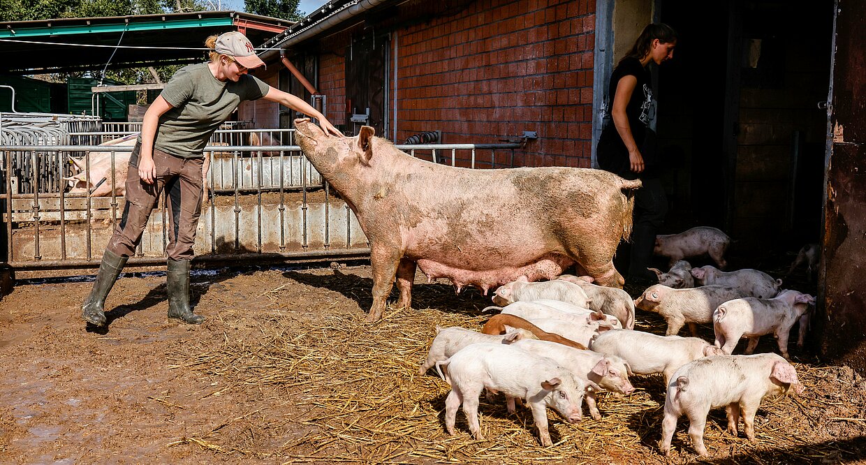 Bioschweine liegen in einem offenen Schweinestall im Stroh.