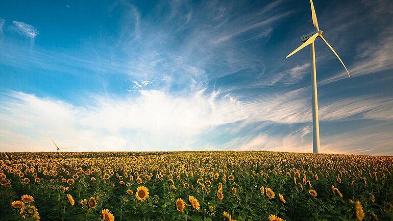 Windräder hinter einem Feld von Sonnenblumen.