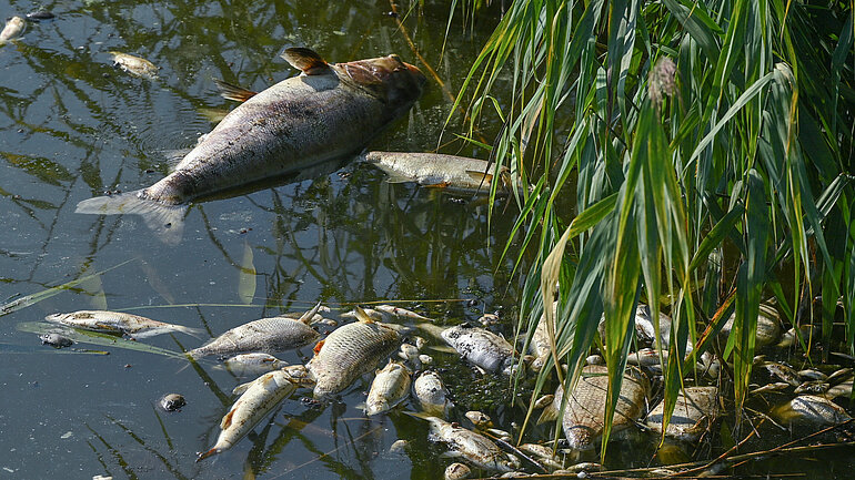 Tote Fische liegen im Wasser