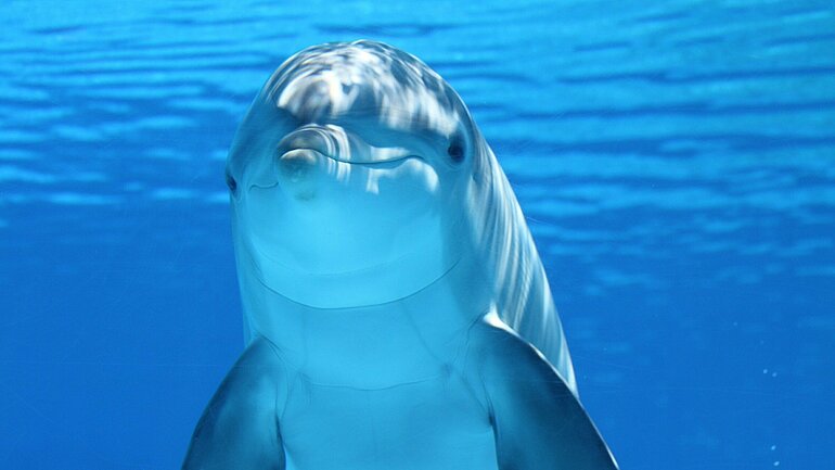 Delfin im blauen Meer