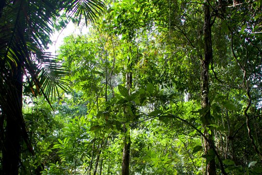 Blick in die Baumkronen eines wilden Regenwaldes