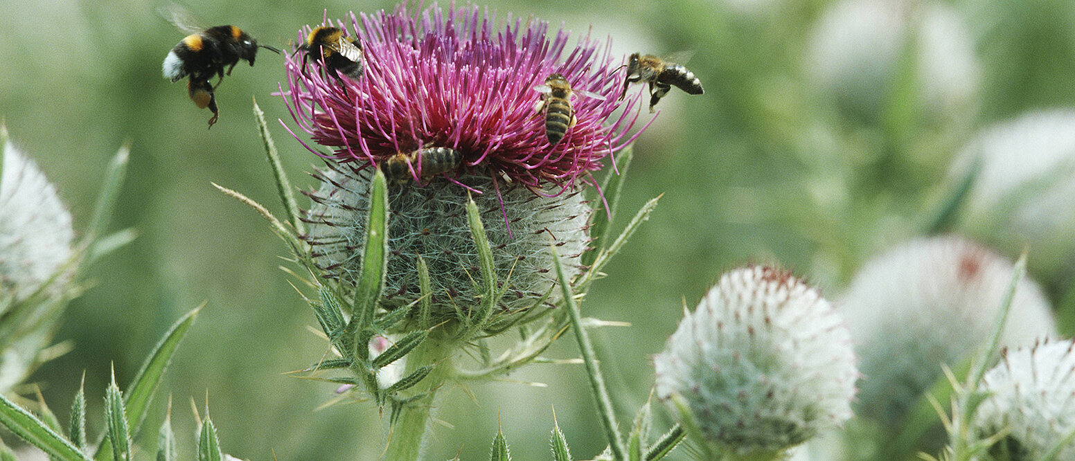 Wollige Auf einem Feld stehen Kratzdistel (Cirsium eriophorum), bluehend mit Hummeln und Bienen | 