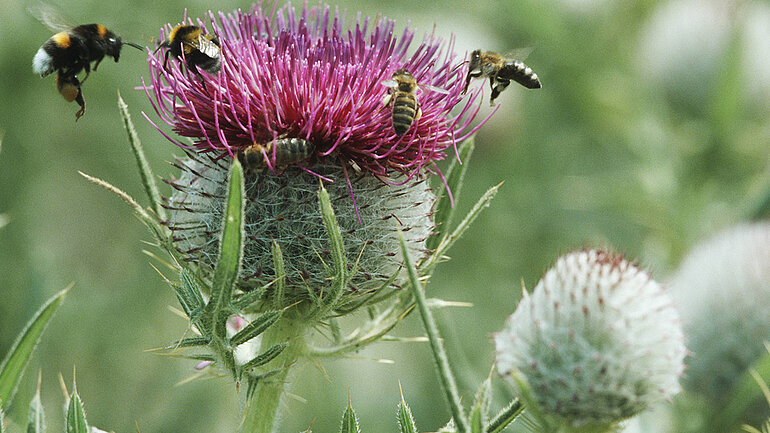 Wollige Auf einem Feld stehen Kratzdistel (Cirsium eriophorum), bluehend mit Hummeln und Bienen | 
