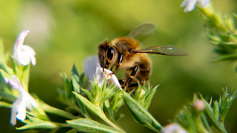 Eine Wildbiene sitzt auf einer Blüte.