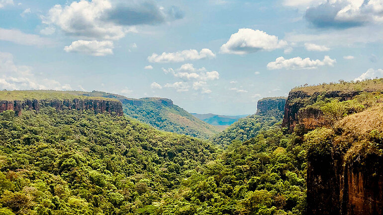 Bild eines Regenwaldes in Brasilien