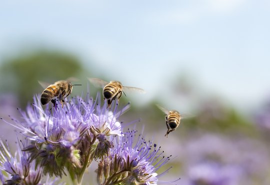Drei Bienen auf einer lilafarbenen Blüte.