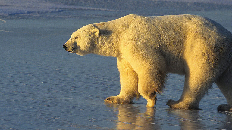 Ein Eisbär geht über das Eis der Hudsonbay in Kanada.