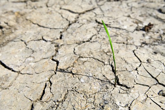 Pflanze wächst aus trockenem Boden mit Rissen