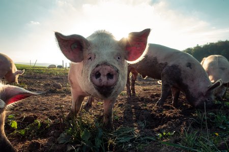 Tierhaltungskennzeichnung: Besser machen statt ausbremsen!