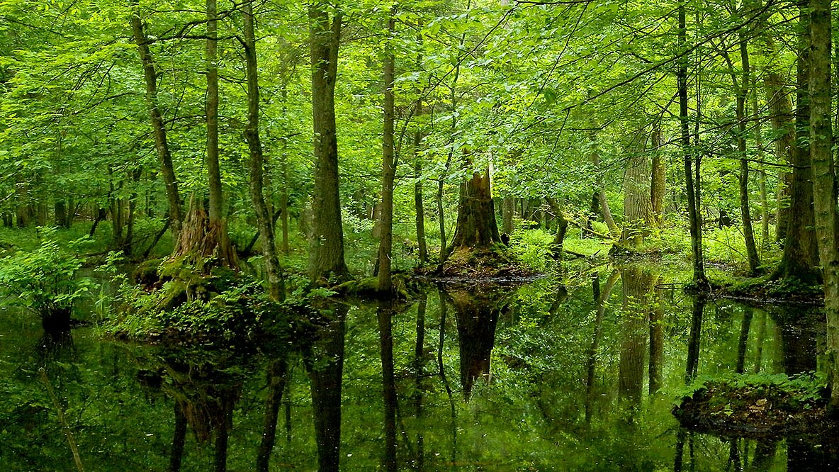 Białowieża-Nationalpark, Polen