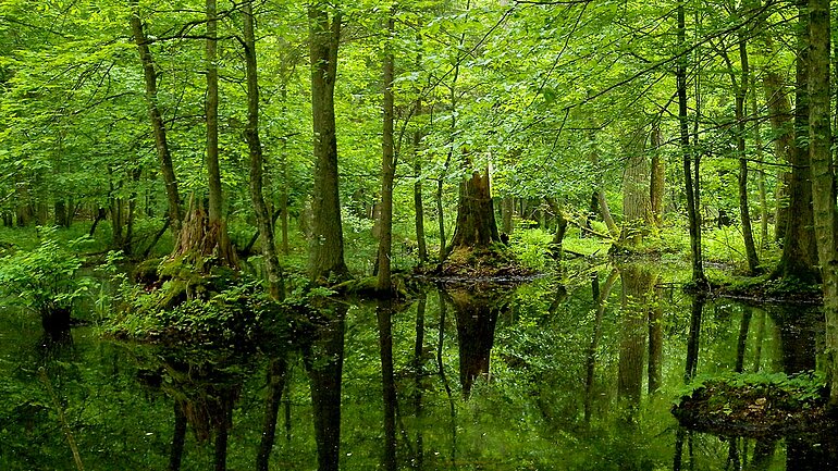 Blick auf einen kleinen See und blätterverhangene Bäume im Białowieża-Nationalpark in Polen.
