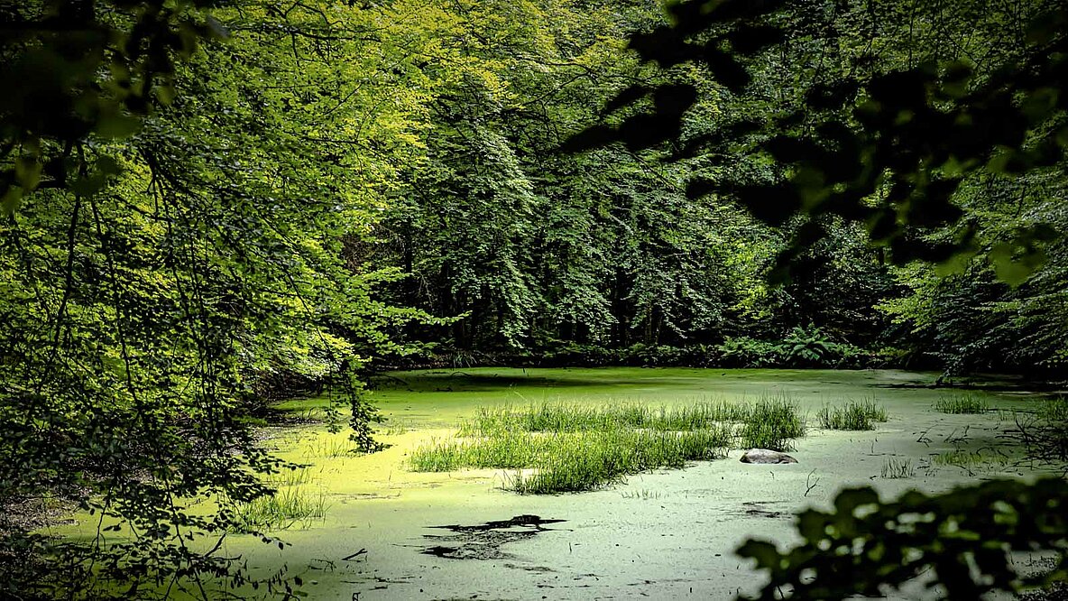 Ein mit grünen Wasserlinsen umgebener kleiner See, umgeben von vielen grünen Ästen.