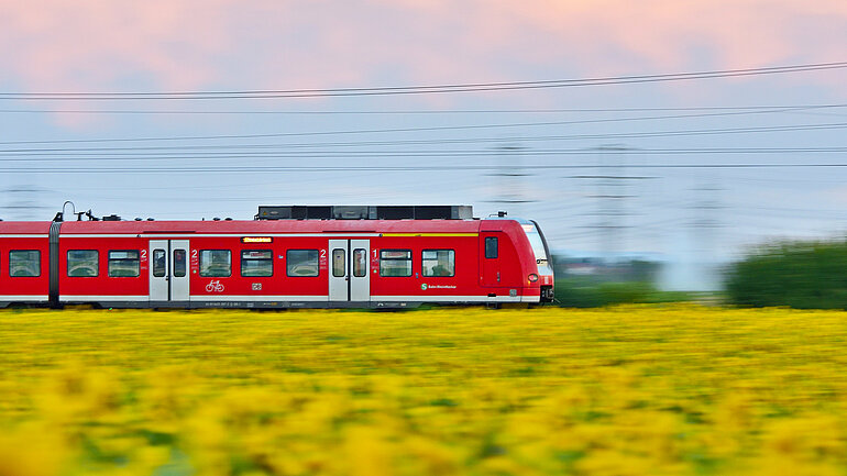 Ein roter Regionalzug fährt an einem Sonnenblumenfeld vorbei.